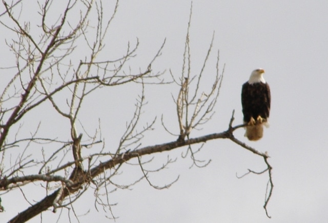 bald eagle on tree branch