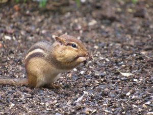 Mini Camp Chipmunks & Squirrels, Oh My!