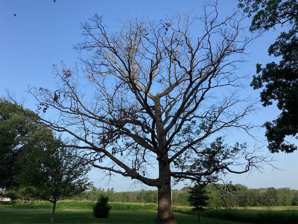 An Oak in Time white oak at Friends Creek Campground