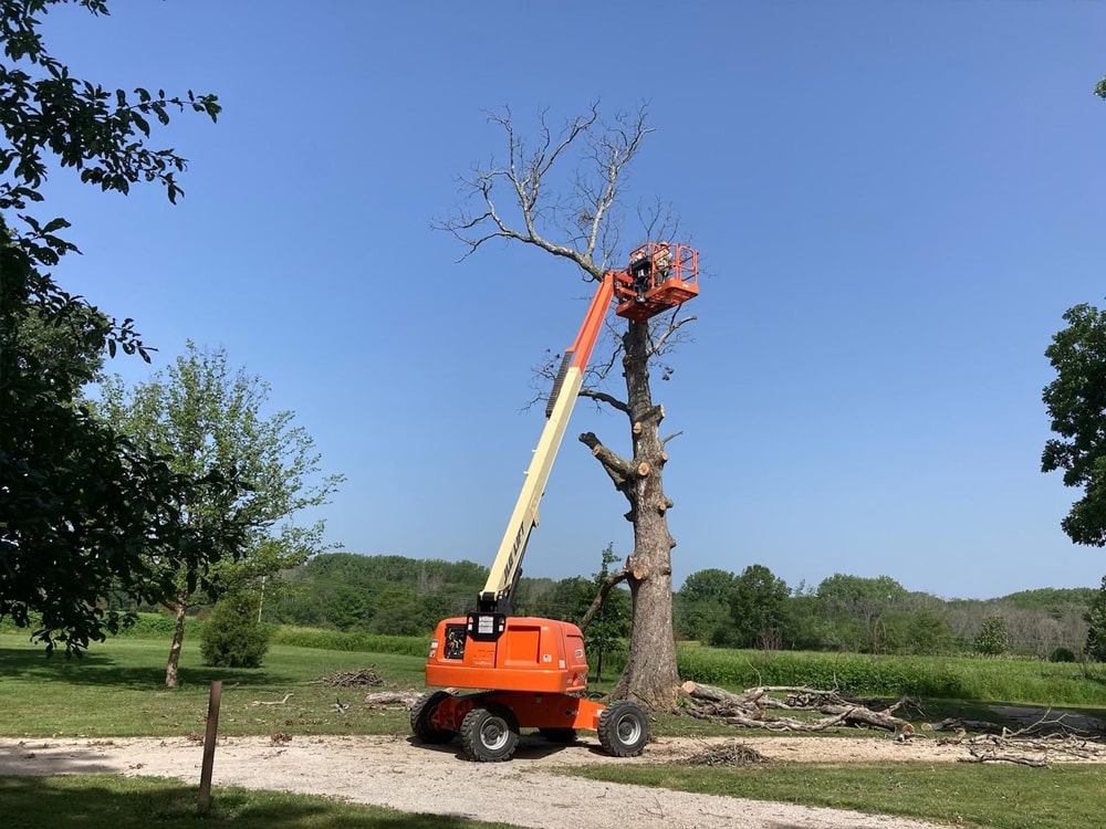 white oak being removed