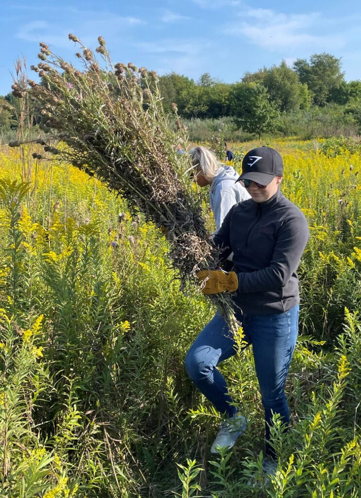 Thistle removal at Griswold Conservation Area.