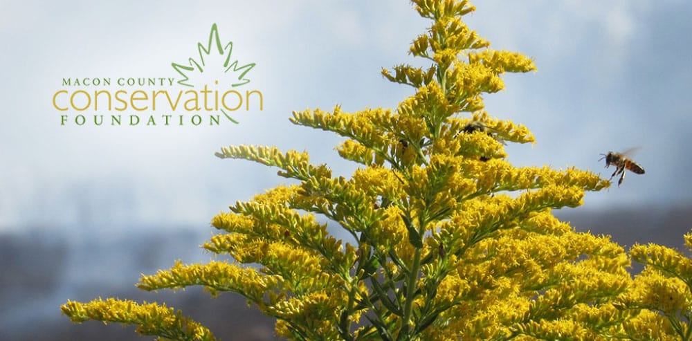 bee-yellow-MCCF_featured
