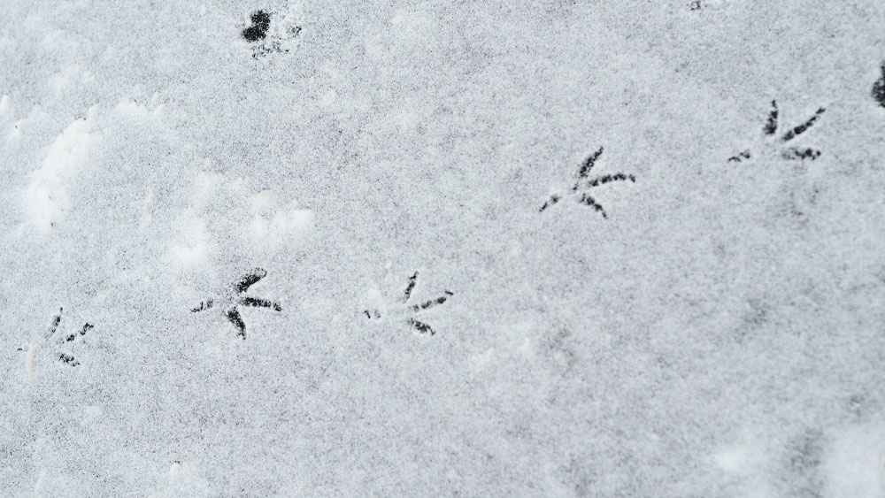 bird tracks in a light dusting of snow