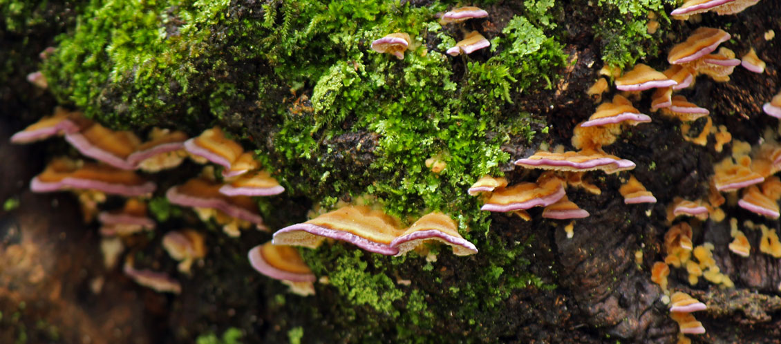 bracket-mushrooms-and-moss-on-the-side-of-a-tree_web bracket mushrooms and moss on the side of a tree