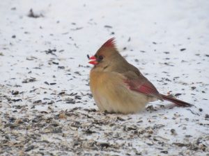 female cardinal on snow