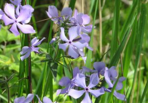 small purple flowers within grasses
