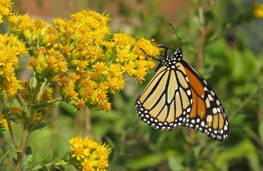 monarch butterfly