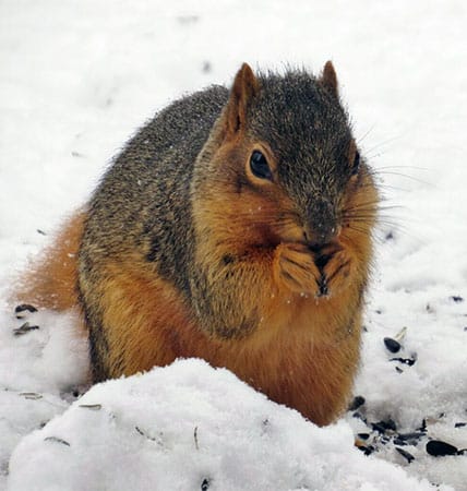 squirrel eating in the snow