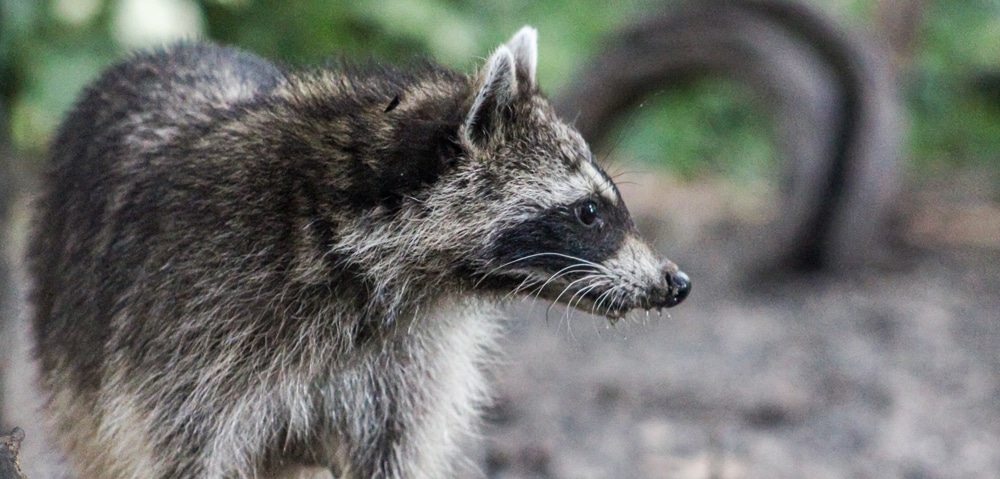 racoon_web