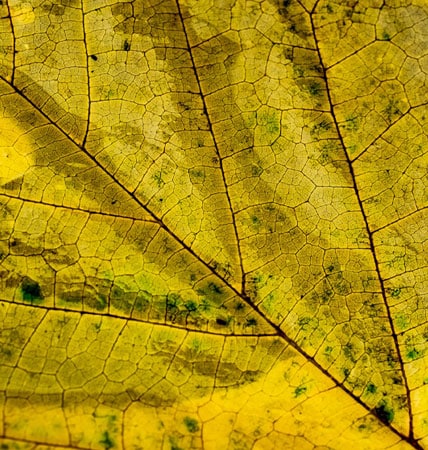 close up view of yellow leaf, showing veins in the leaf for texture