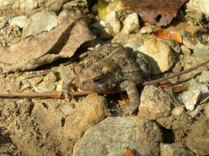 toad sitting on rocks and leaves