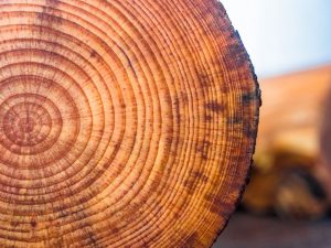 tree rings on cut tree stump